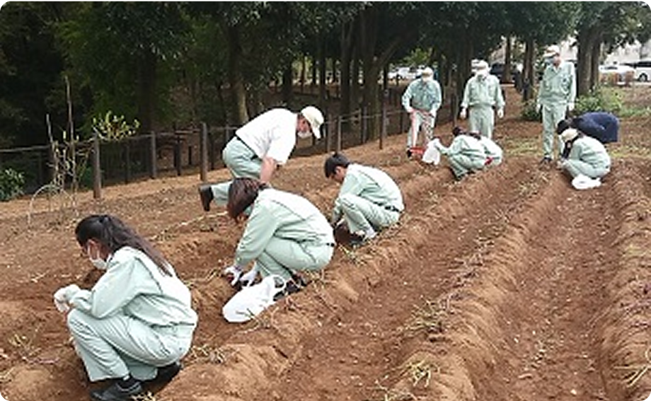 芋ほり大会